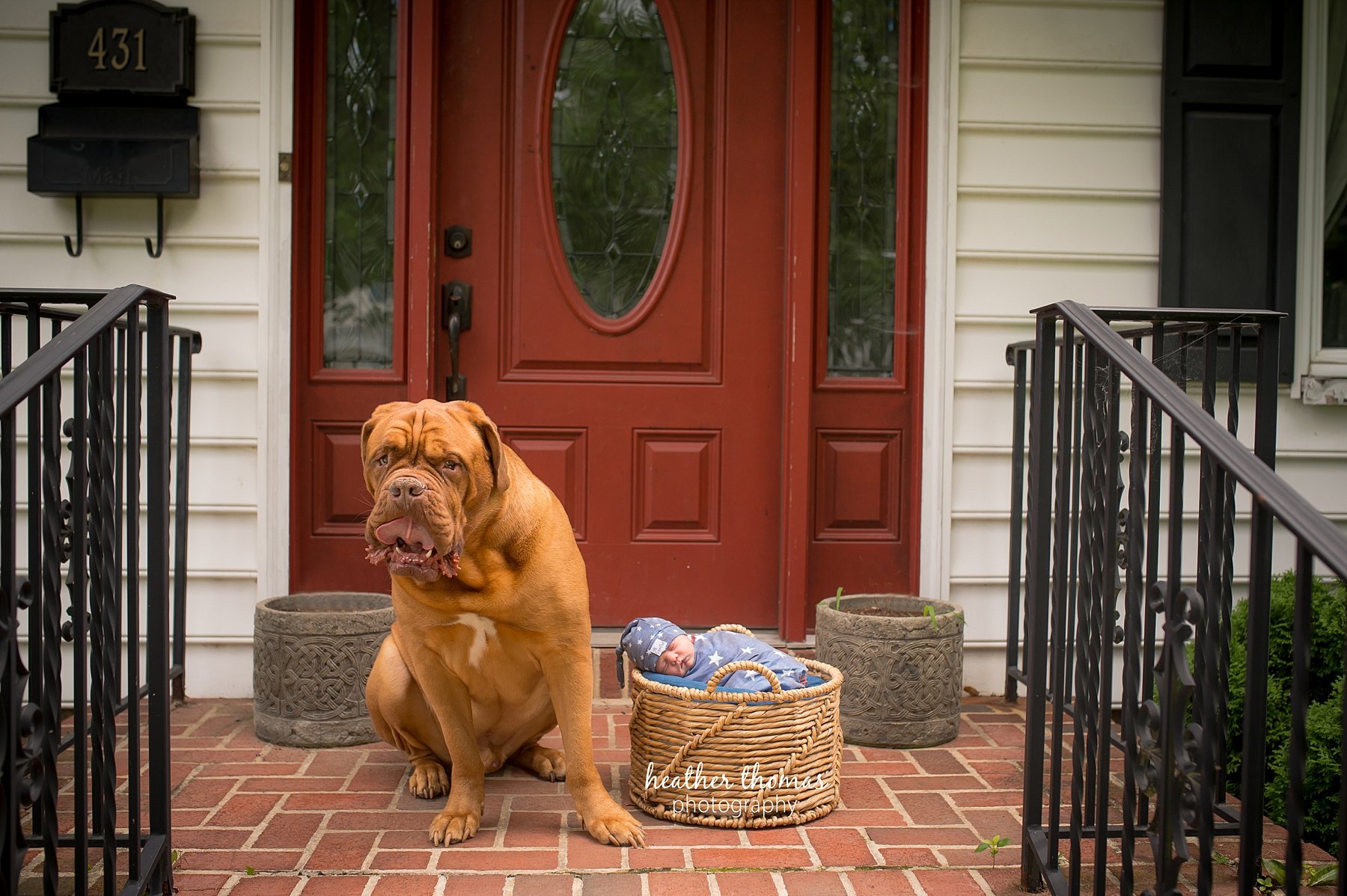 a newborn in home photo shoot in bucks county a picture of a dog and a baby in a basket