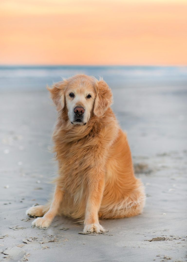 Ocean City, NJ Photographer